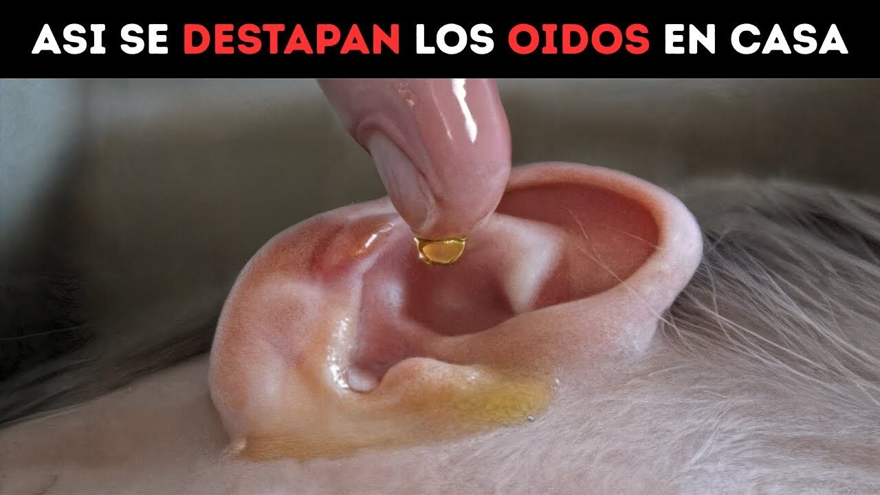 O dos Tapados Qu Remedio Es Bueno o-dos-tapados-qu-remedio-es-bueno